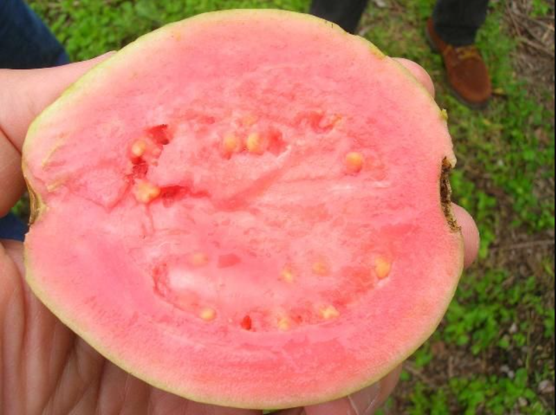 Guava Gallery 5