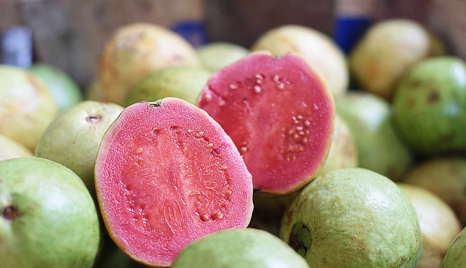 Guava Cultivation Gallery 1