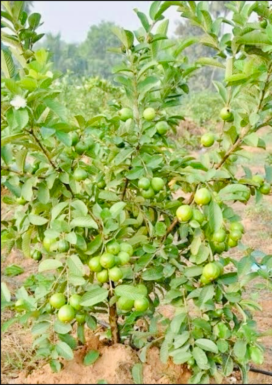 Tropical Fruits Gallery Image