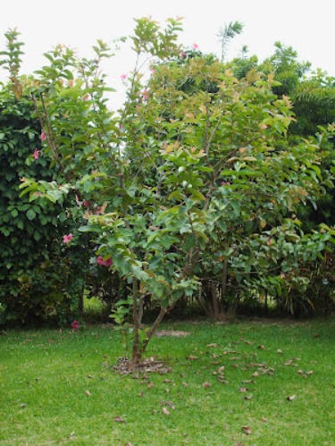 Tropical Fruits Gallery Image