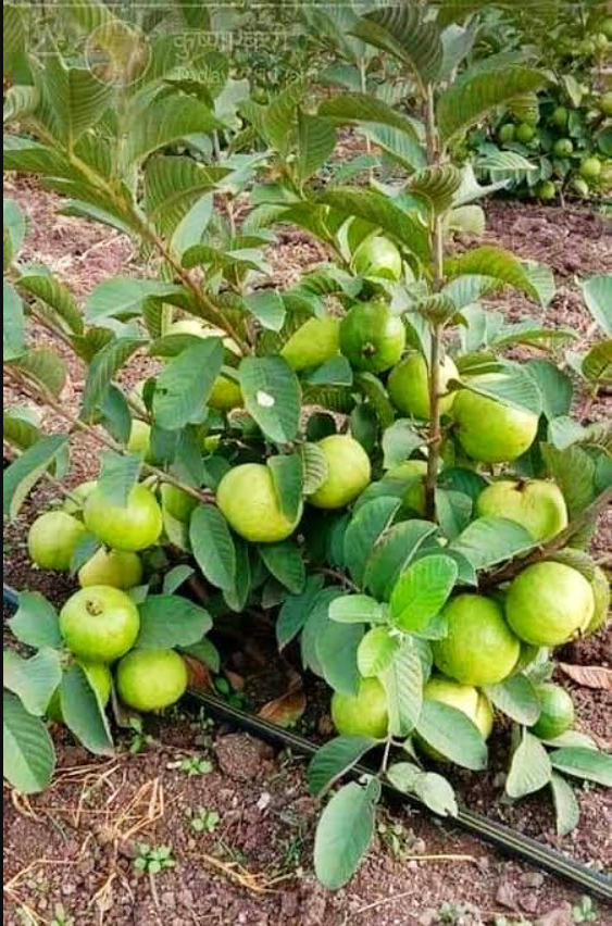 Tropical Fruits Gallery Image