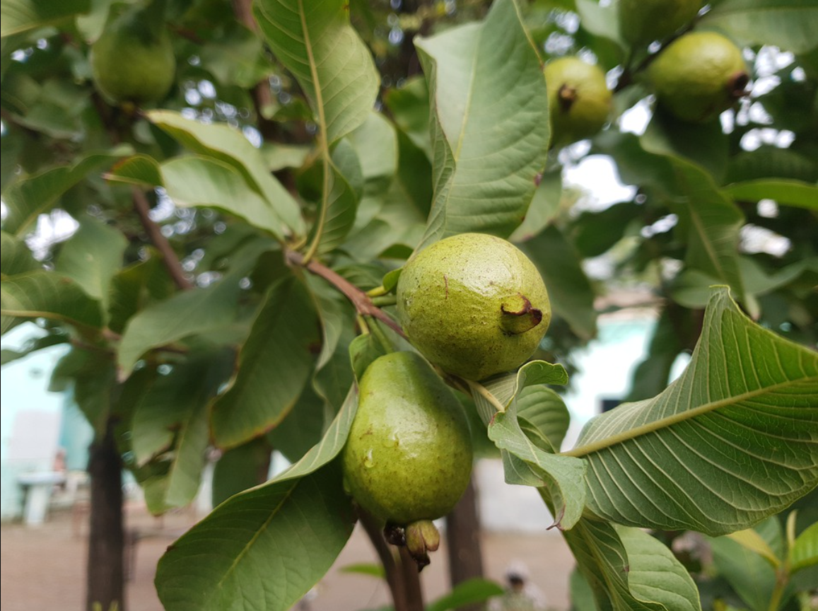 Tropical Fruits Gallery Image