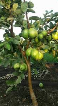 Tropical Fruits Gallery Image