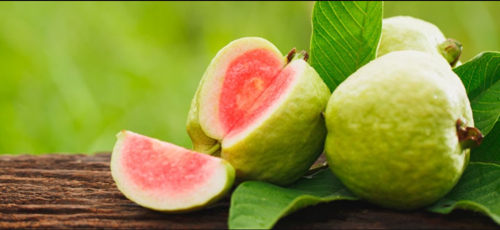 Guava Gallery 3